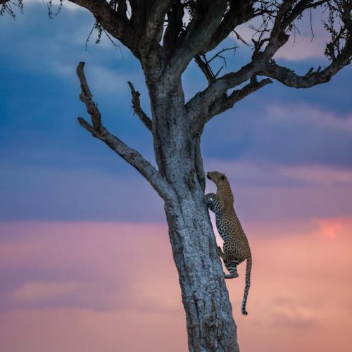 pexels-bharath-kumar-venkatesh-1417371218-28571474