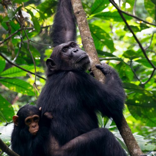 pexels-david-paul-2150063702-30929410